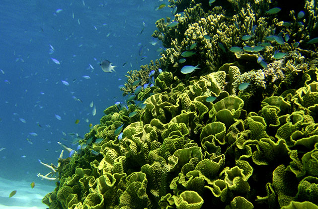 The Great Barrier Reef, just off the coast from Port Douglas