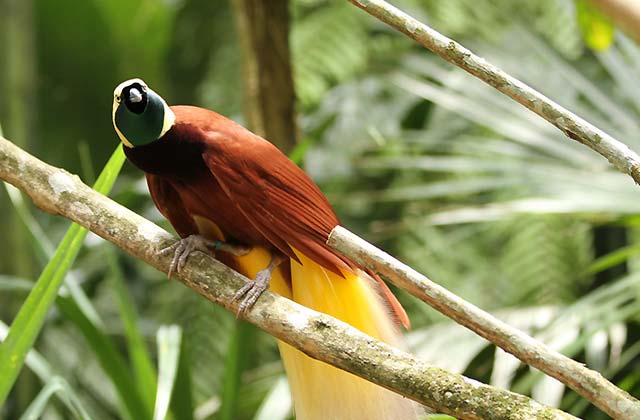 Bird-of-paradise