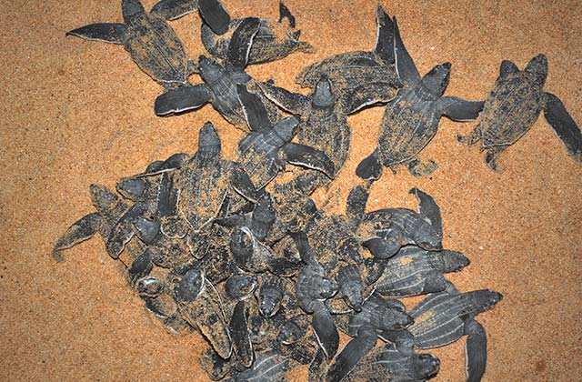Leatherback Sea Turtles Hatching
