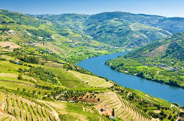 Vineyards, Douro Valley