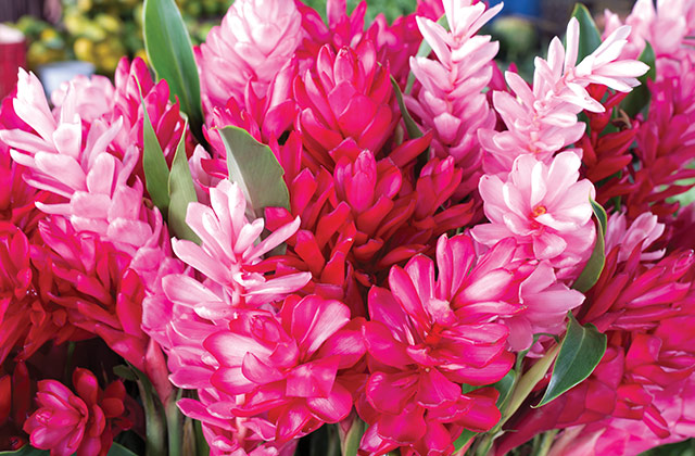 Teuila Flowers | by The Samoa Tourism Authority ©Kirklandphotos.com