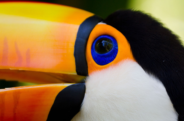 Toucan | by Flight Centre's Olivia Mair