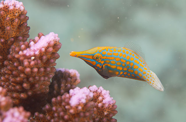 Diving around Praslin Island