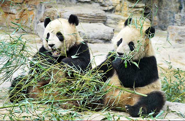 Pandas, Shanghai Zoo