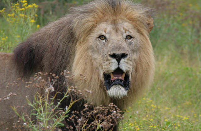 Lion, Kariega Game Reserve | by Flight Centre's Mandy Kukovec