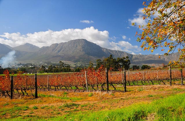 Vineyard, Franschhoek