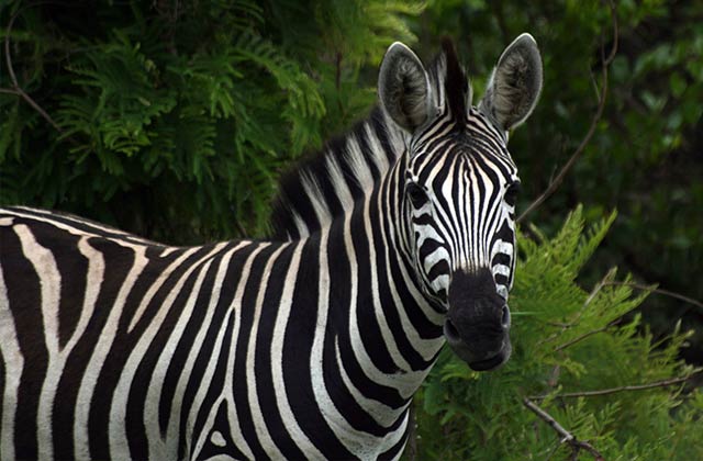 Zebra, Kruger National Park | by Flight Centre's Jaco Brits