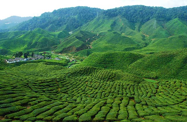 Tea Plantations
