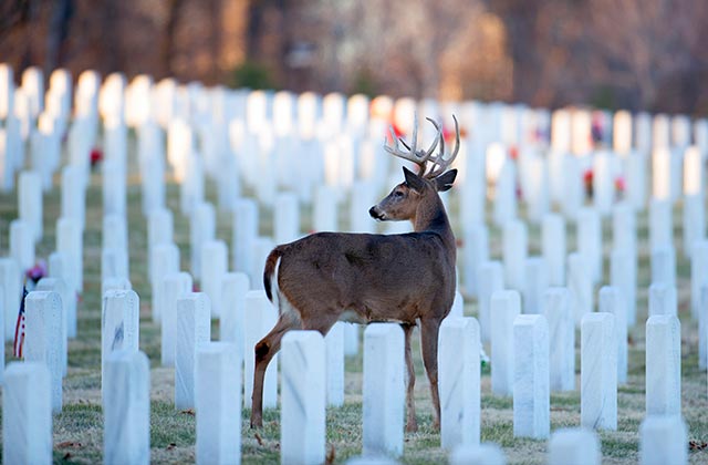 The Jefferson Barracks National Cemetery