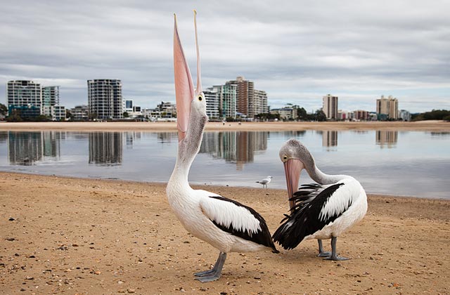 Pelicans, Maroochydore