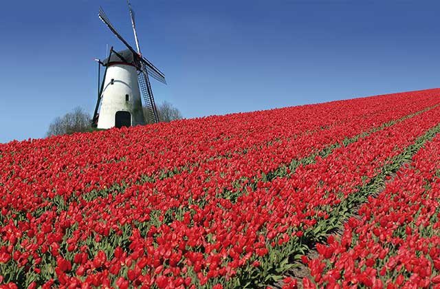 Windmill Amidst A Tulip Field