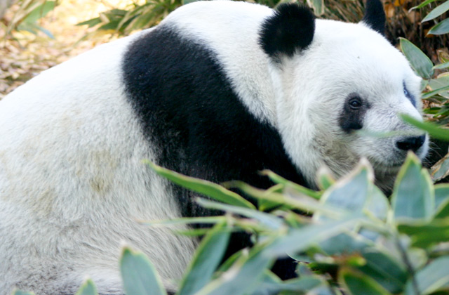Giant Panda, Ueno Zoo | by Flight Centre's Tiffany Apatu