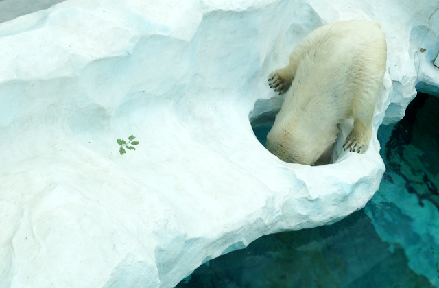 Polar Bear, Ueno Zoo | by Flight Centre's Tiffany Apatu