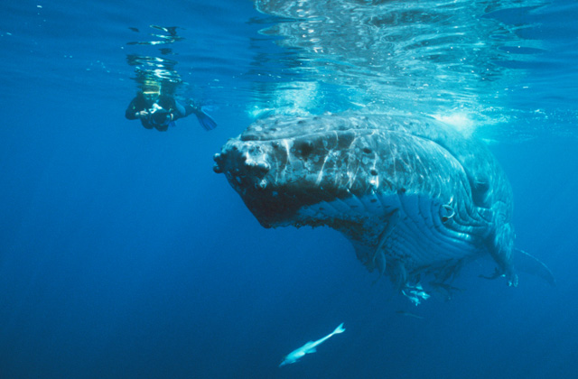Snorkeler with a Humpback Whale, off Vava'u