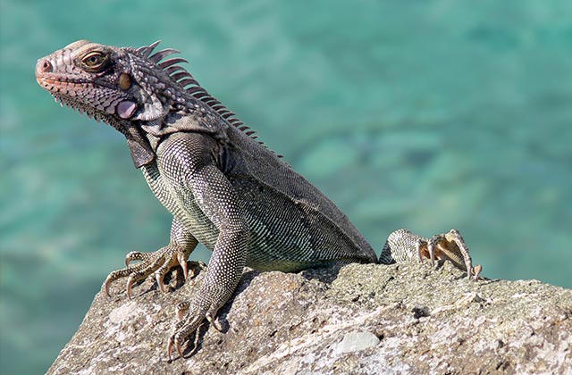 Green Iguana