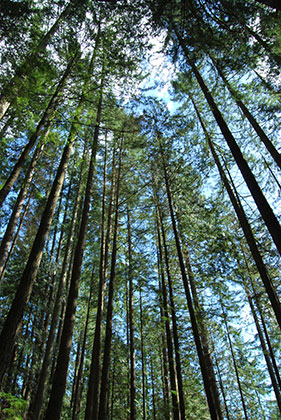 Lynn Canyon Park | by Flight Centre's Susanne English