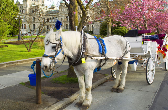 Take a horse and carriage