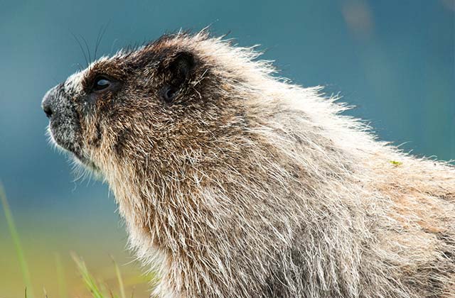 A marmot